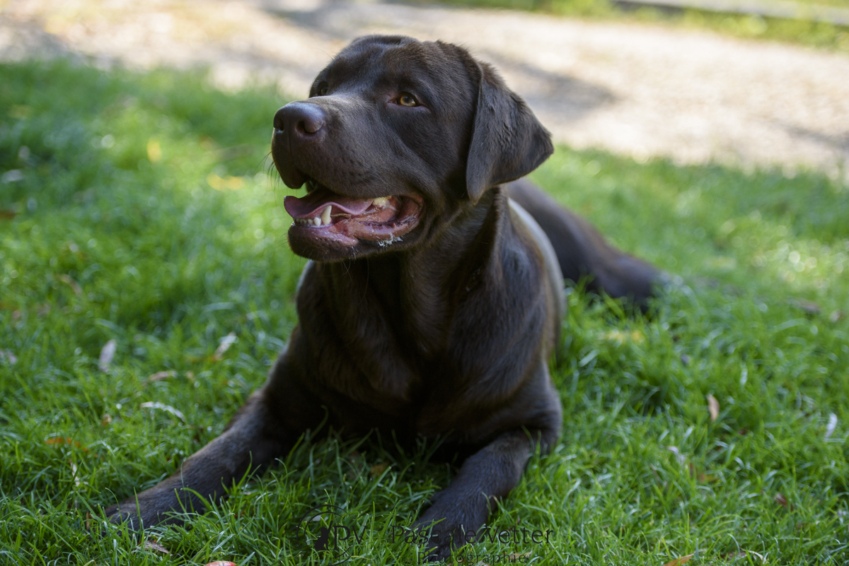 Pascale-Vetter-Photographie-Portraitiste-animalier-chien-saverne-labrador