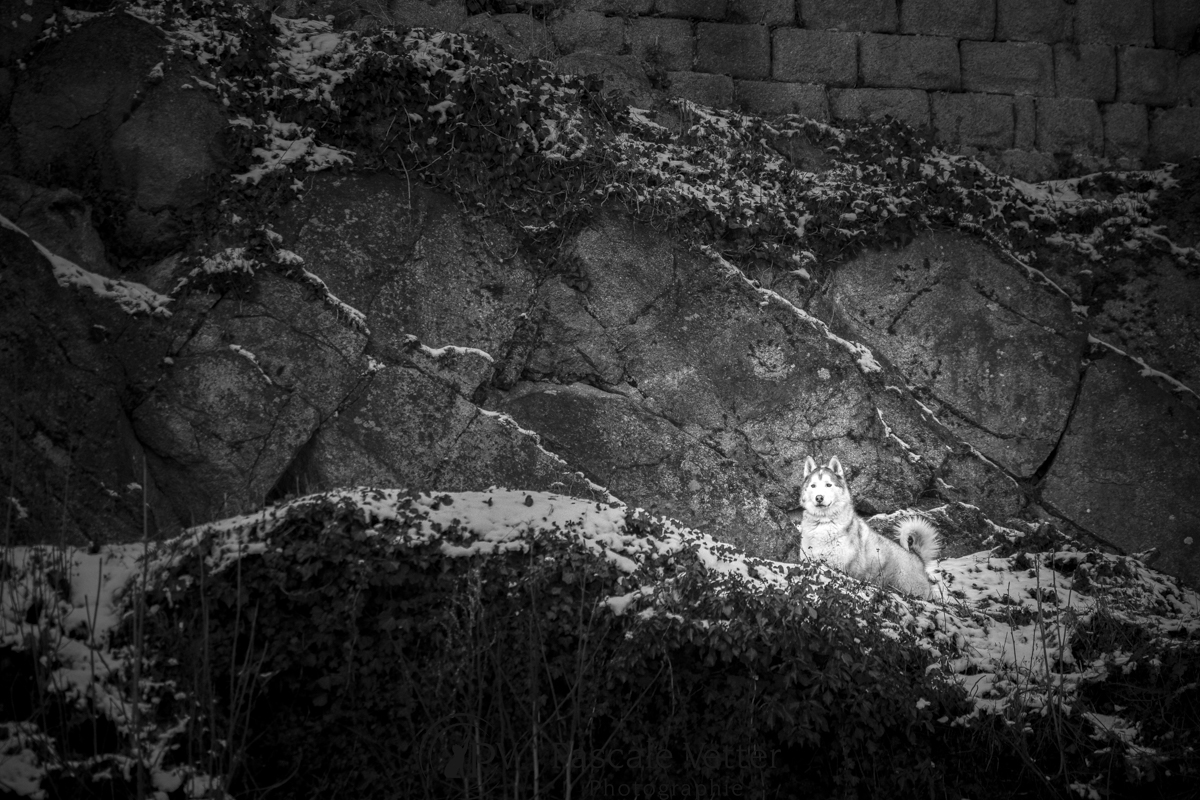 pascale-vetter-séance-photo-chien-Alsace-67