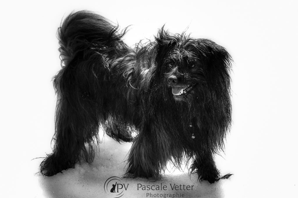 Pascale-Vetter-Photographie-Portraitiste-animalier-séance-chien-Berger-des- Pyrenées