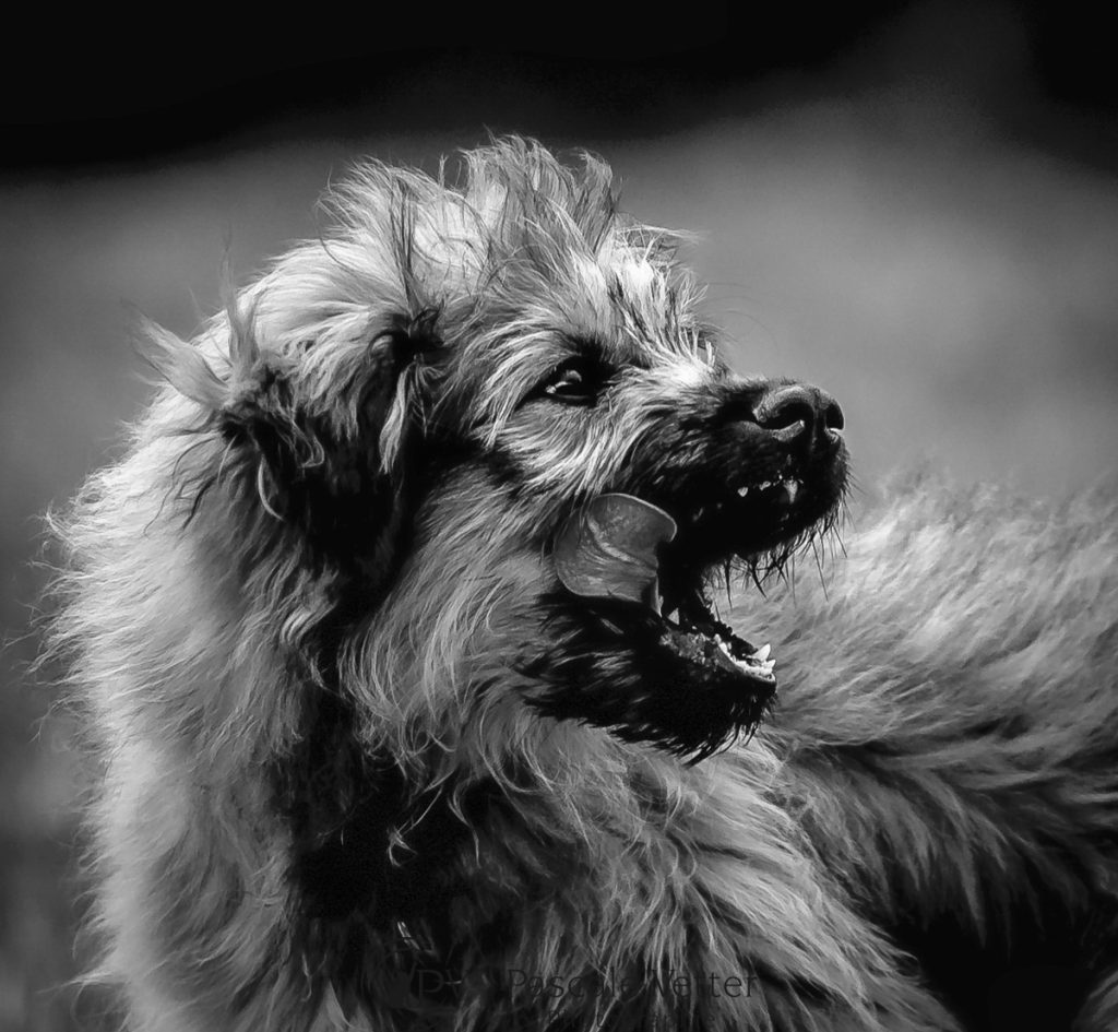 Pascale-Vetter-Photographie-Portraitiste-animalier-séance-chien-Berger-des- Pyrenées