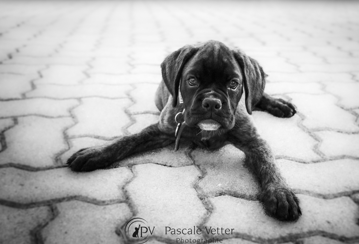 pascale-vetter-séance-photo-chien-Alsace-67-boxer
