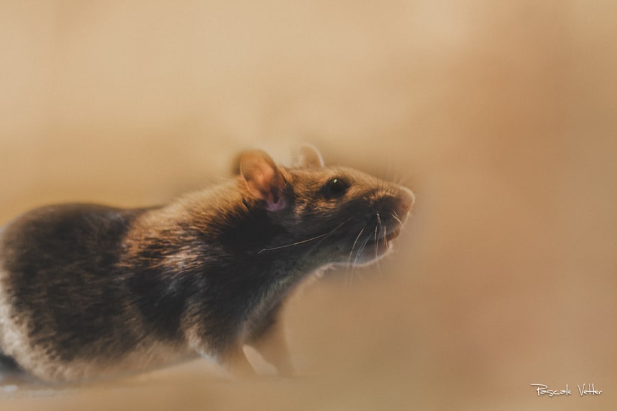 Galerie photos rongeurs obernai