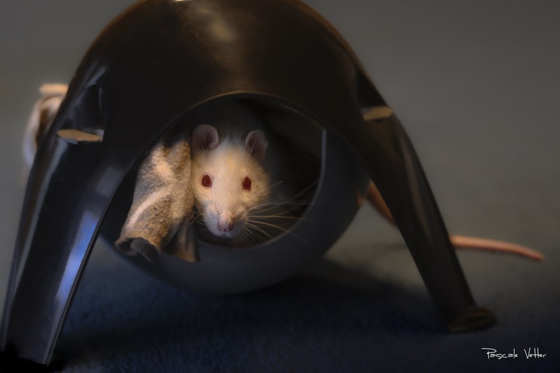 Galerie photos rongeurs obernai