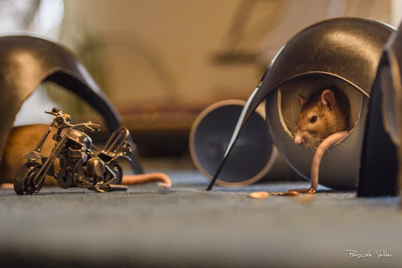 Galerie photos rongeurs obernai 67