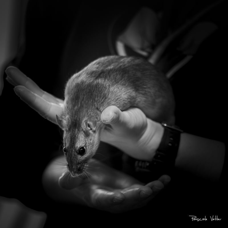 Galerie photos rongeurs obernai