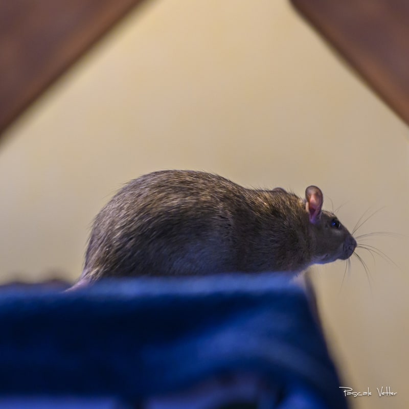 Galerie photos rongeurs obernai