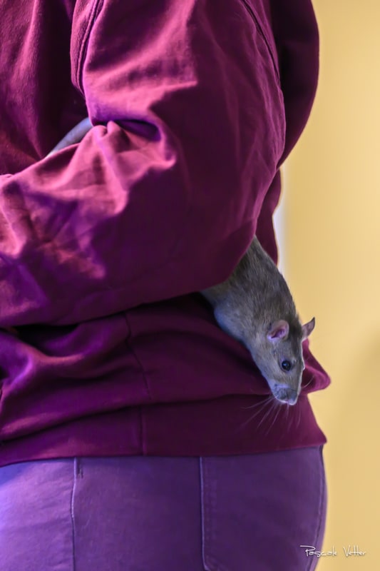 Galerie photos rongeurs 67