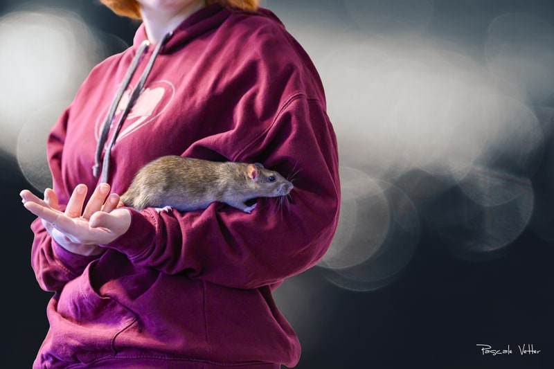 contact photographe animalier Alsace