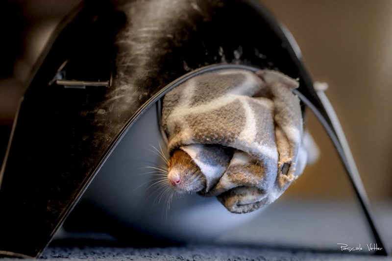 Galerie photos rongeurs 67