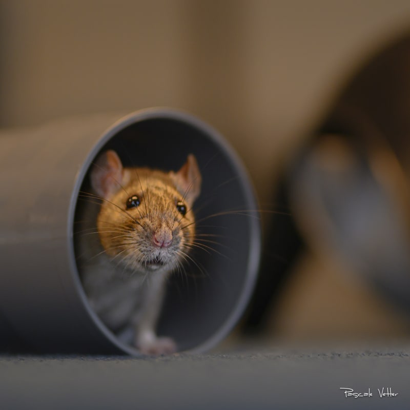 Galerie photos rongeurs obernai