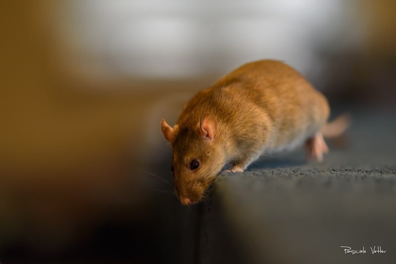 Galerie photos rongeurs 67