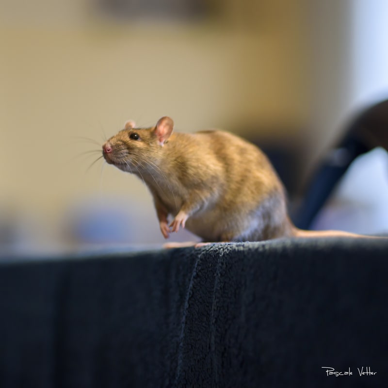 Galerie photos rongeurs obernai