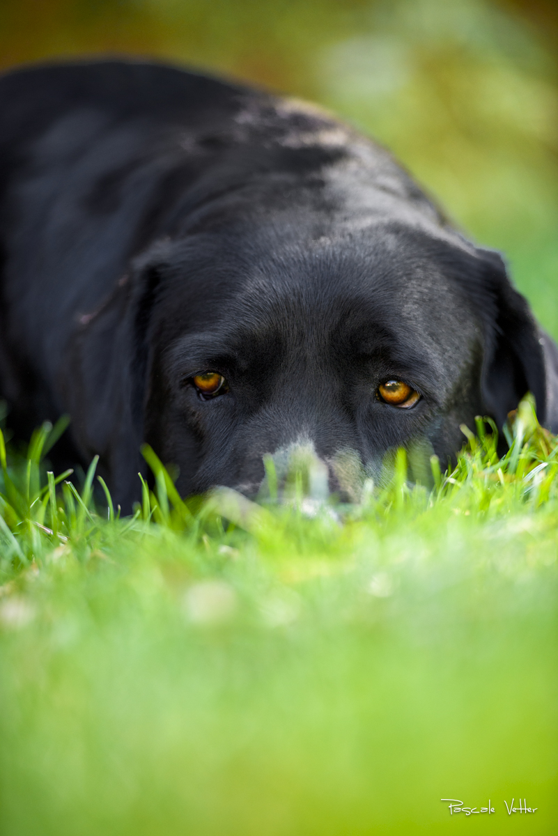 Pascale-Vetter-Photographie-Portraitiste-animalier-chien-labrador