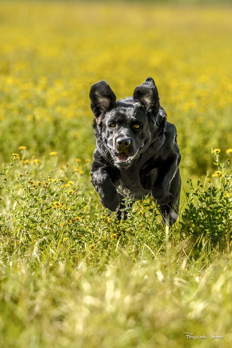 Pascale-Vetter-Photographie-Portraitiste-animalier-chien-strasbourg-labrador