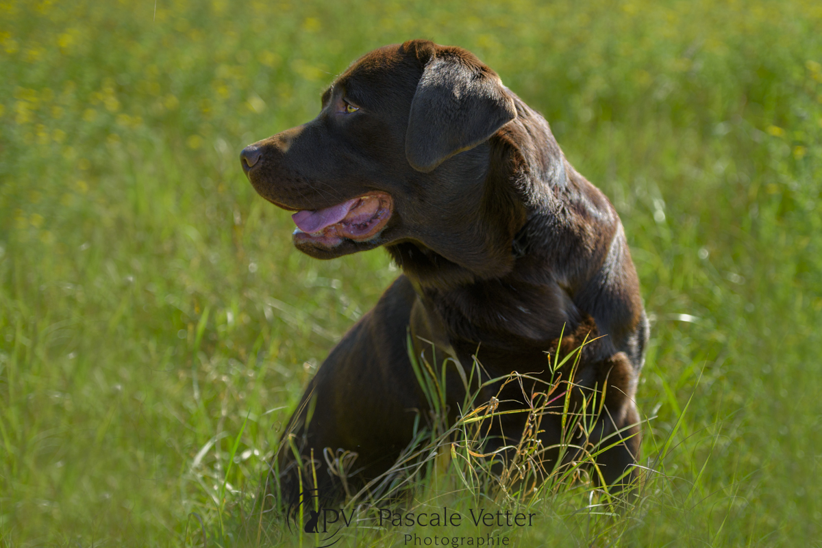 Pascale-Vetter-Photographie-Portraitiste-animalier-chien-strasbourg-labrador