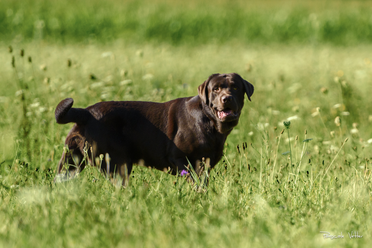 Pascale-Vetter-Photographie-Portraitiste-animalier-chien-strasbourg-labrador