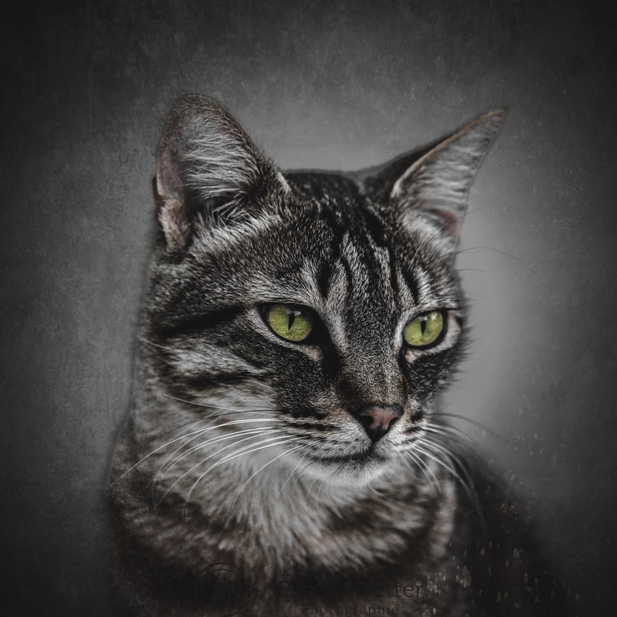 Pascale Vetter séance chat erstein