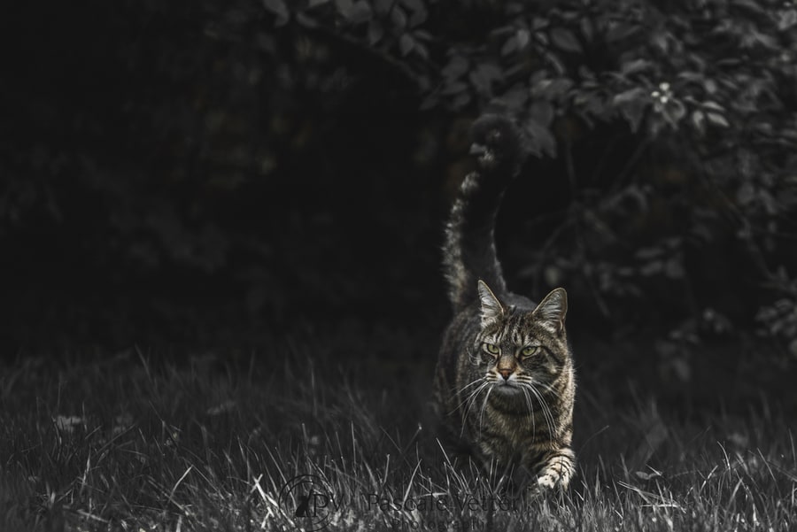 Pascale Vetter séance chat erstein