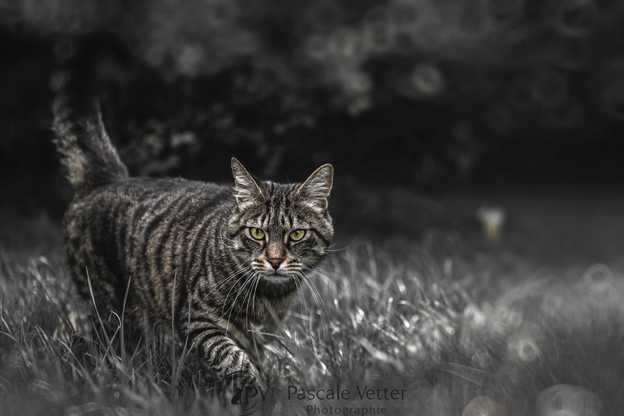 Pascale Vetter séance chat erstein