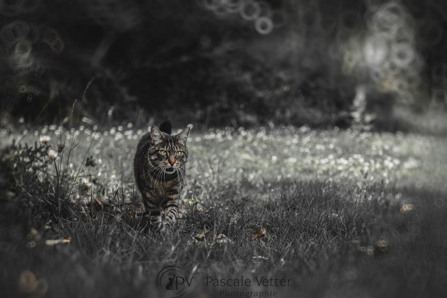 Pascale Vetter séance chat erstein