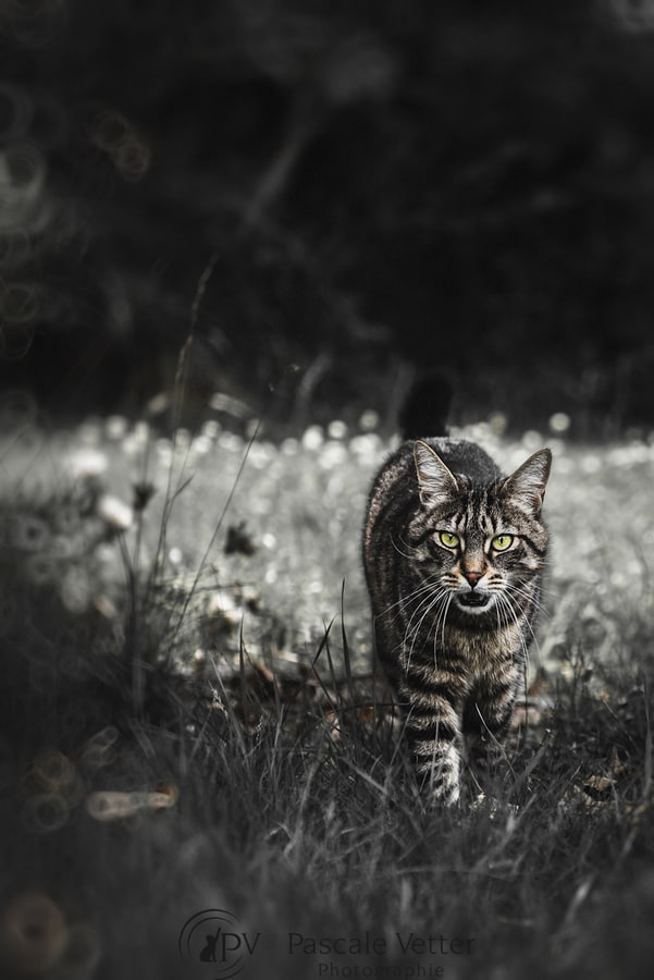 Pascale Vetter séance chat erstein