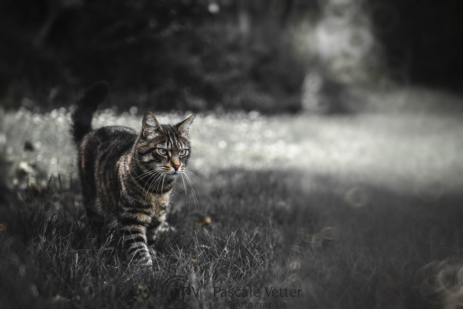 Pascale Vetter séance chat erstein