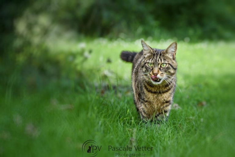 Journée internationale des chats