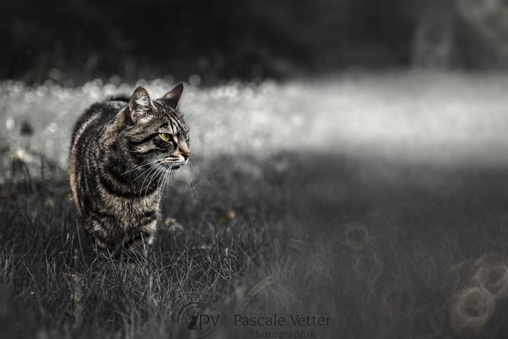 Pascale Vetter séance chat erstein