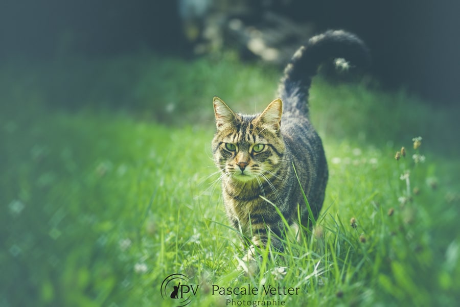 Pascale Vetter séance chat erstein