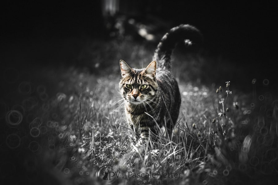 Pascale Vetter séance chat erstein