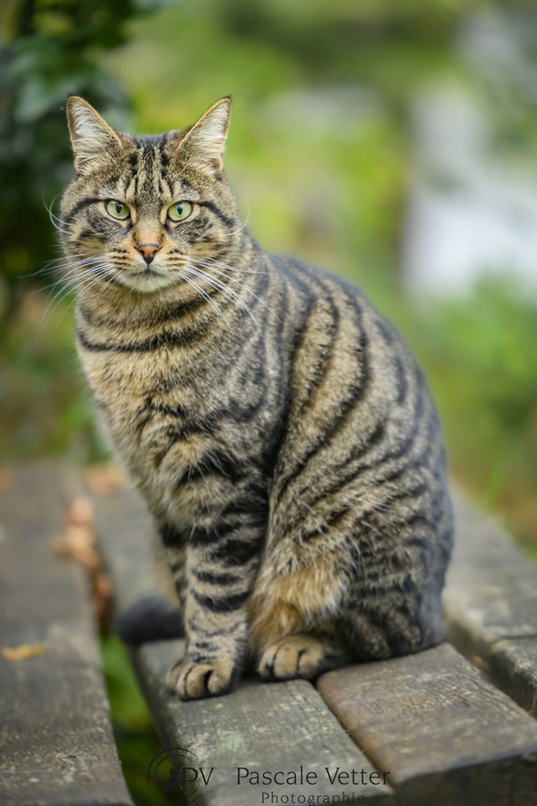 Pascale Vetter séance chat obernai