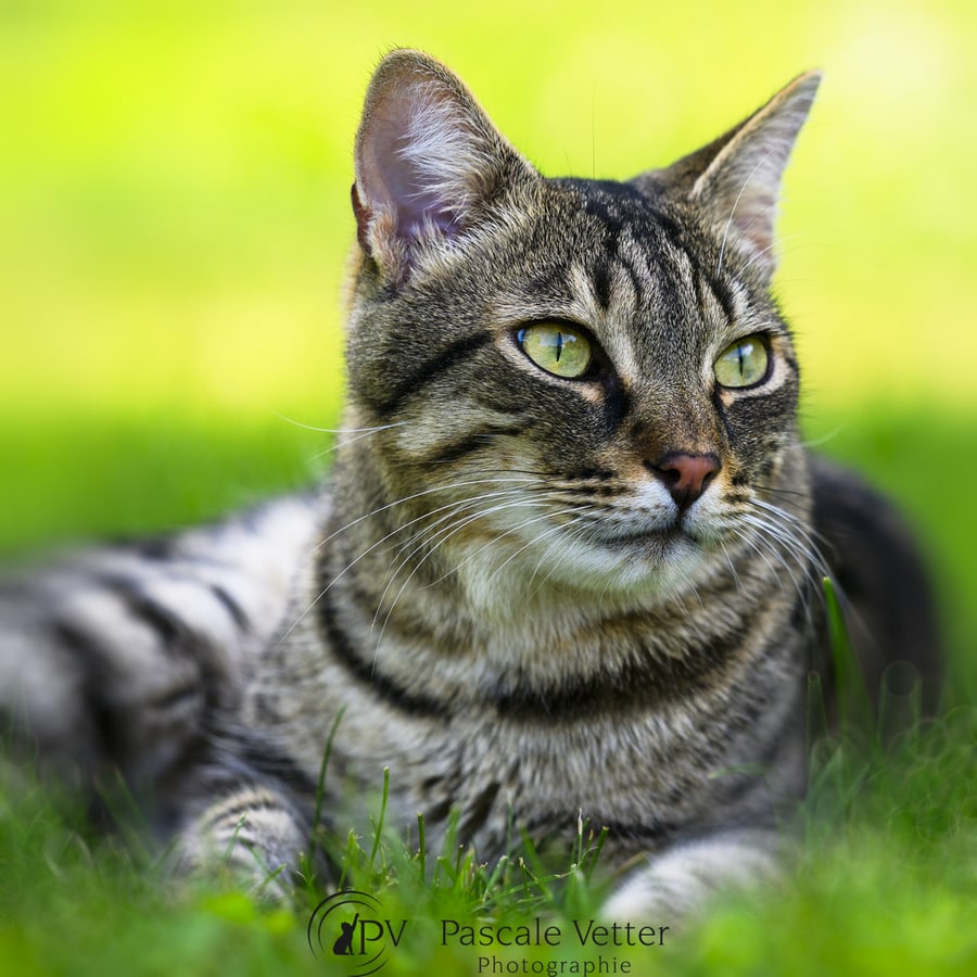 Pascale Vetter séance chat erstein