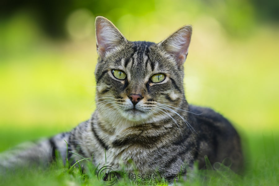 Pascale Vetter séance chat erstein