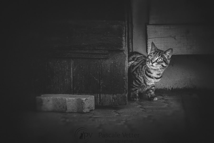 Pascale Vetter séance chat erstein