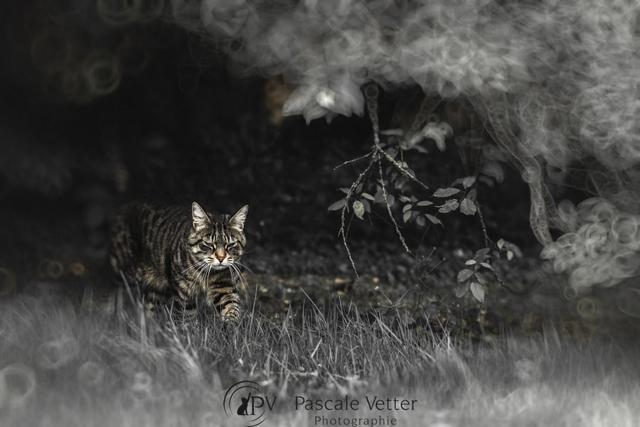 Pascale Vetter séance chat erstein