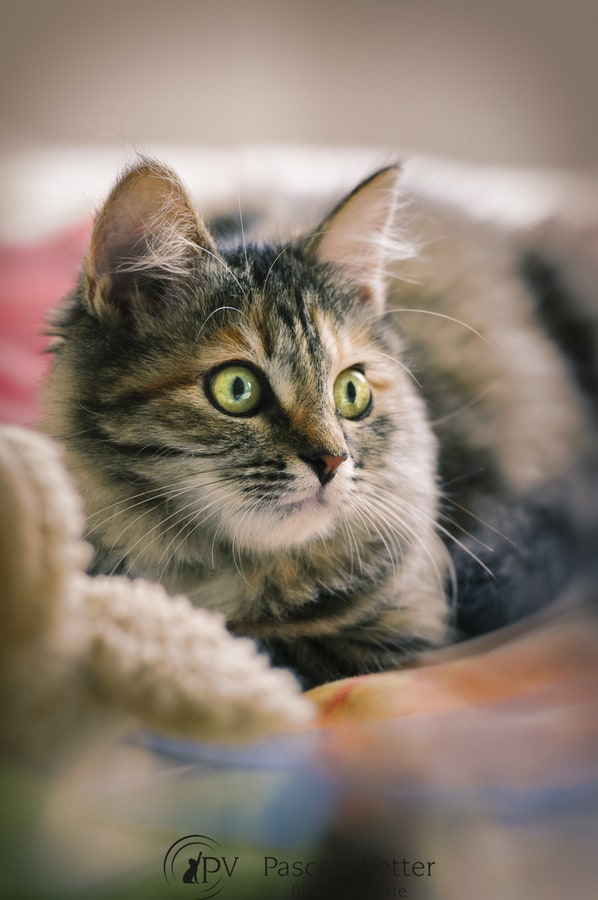 Pascale-Vetter-Photographie-Portraitiste-animalier-séance-chat-sibérien