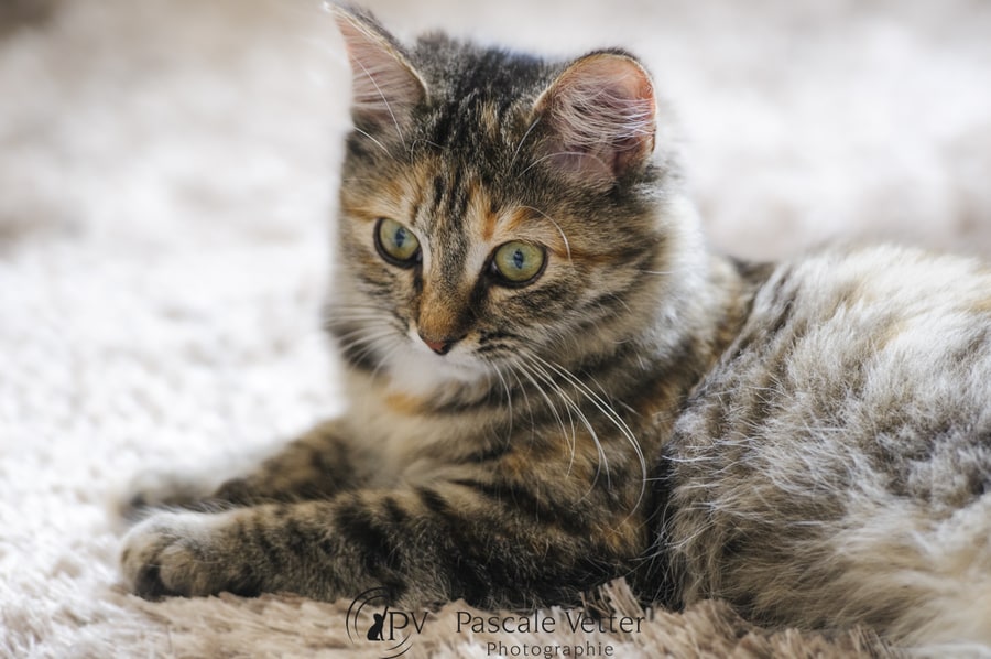 Prendre le train avec son chat