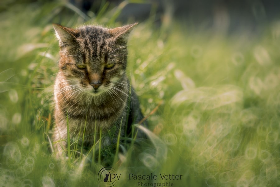 Pascale-Vetter-Photographie-Portraitiste-animalier-séance-chat-tigré
