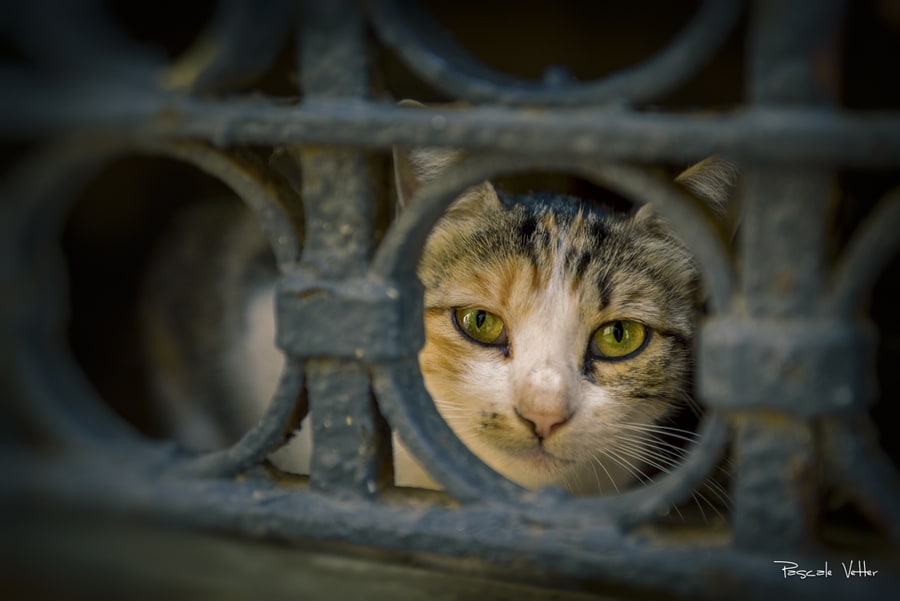 Pascale-Vetter-Photographie-Portraitiste-animalier-séance-chat-tigré
