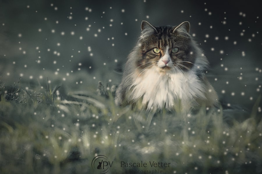 Pascale-Vetter-Photographie-Portraitiste-animalier-séance-chat