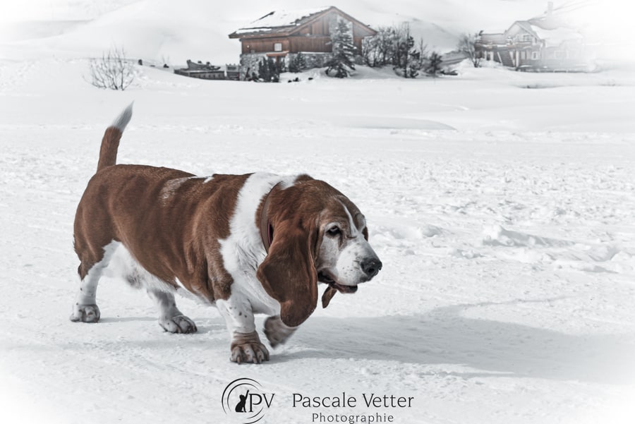 Pascale-Vetter-Photographie-Portraitiste-animalier-chien