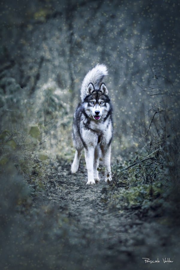 Pascale-Vetter-Photographie-Portraitiste-animalier-chien