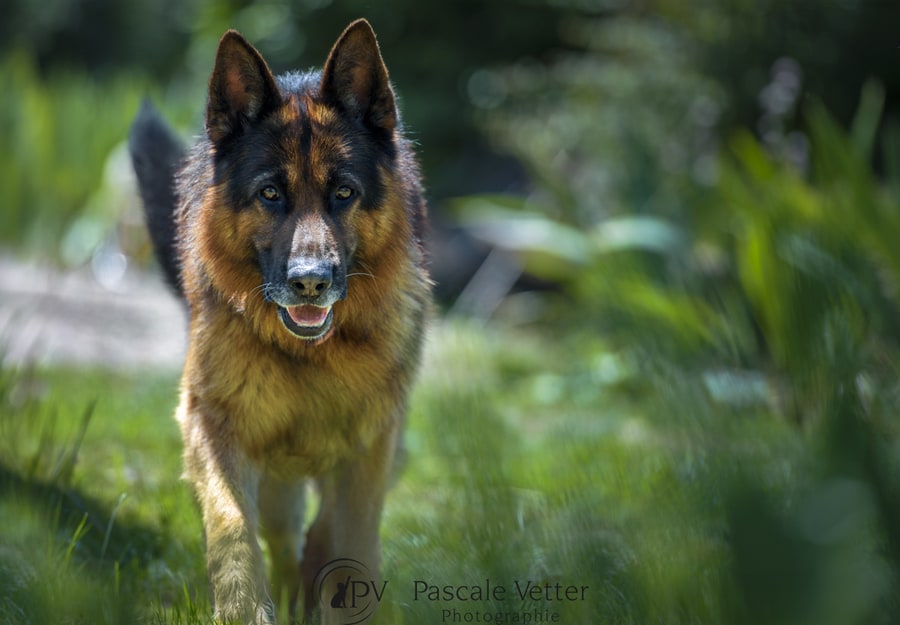 Pascale-Vetter-Photographie-Portraitiste-animalier-chien
