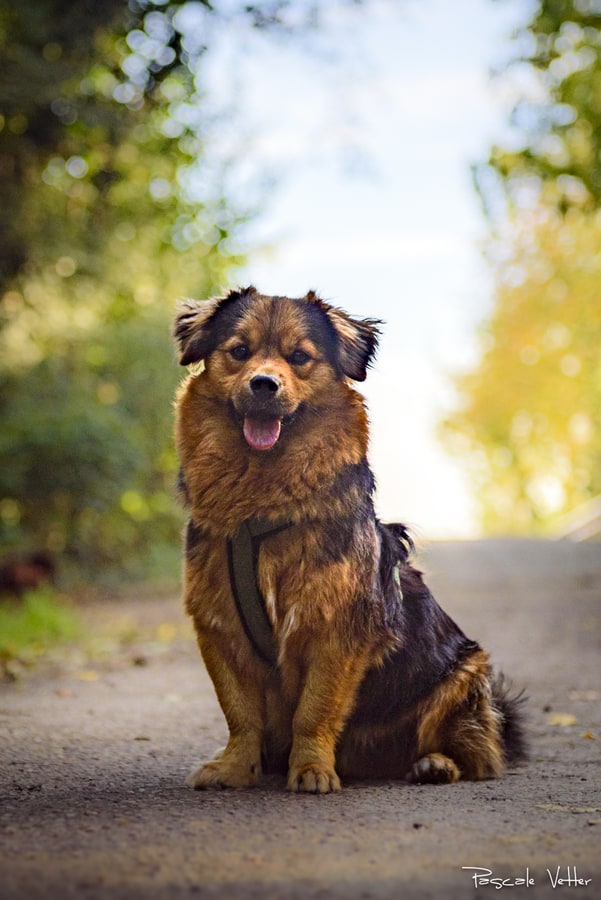 Pascale-Vetter-Photographie-Portraitiste-animalier-chien