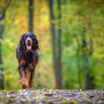 Pascale-Vetter-Photographie-Portraitiste-animalier-chien