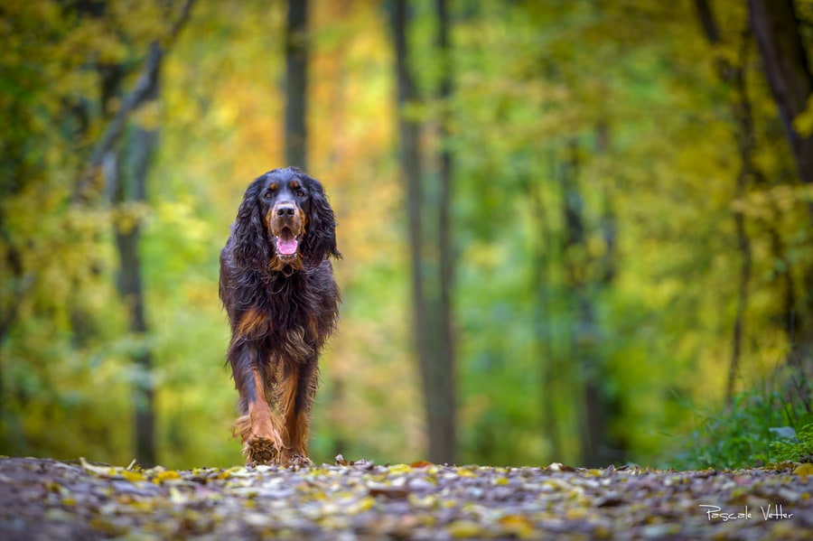 Pascale-Vetter-Photographie-Portraitiste-animalier-chien