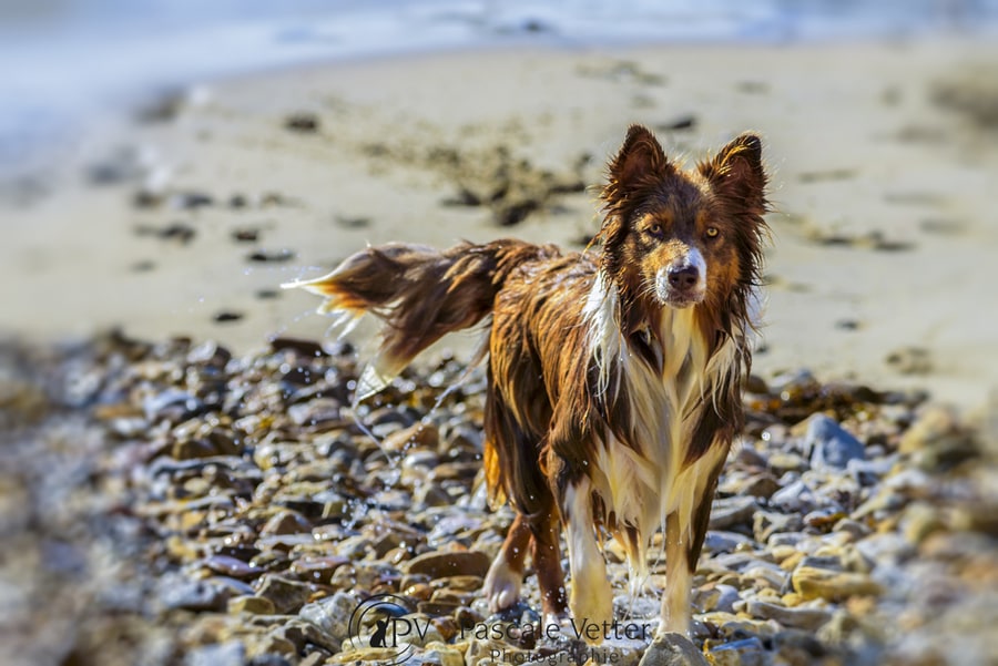 Pascale-Vetter-Photographie-Portraitiste-animalier-chien