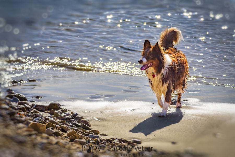 Pascale-Vetter-Photographie-Portraitiste-animalier-chien