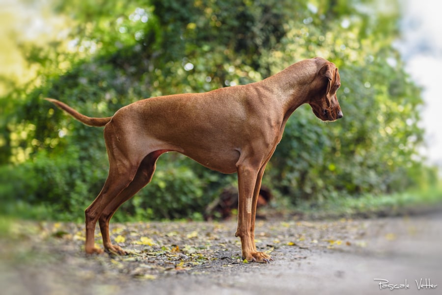 Pascale-Vetter-Photographie-Portraitiste-animalier-chien