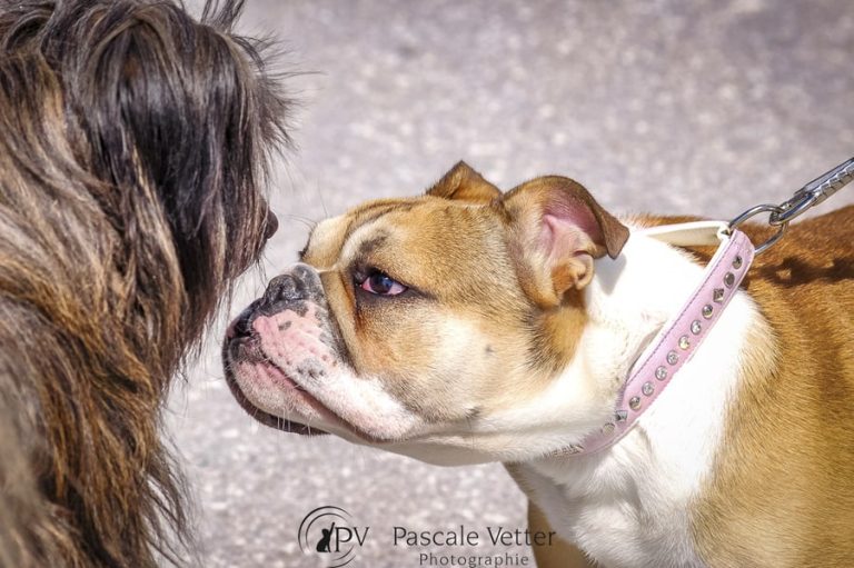 séance chien en laisse
